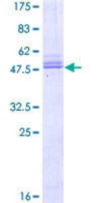 SDS-Page: Recombinant Human PRRG2 Protein [H00005639-P01] - 12.5% SDS-PAGE Stained with Coomassie Blue.