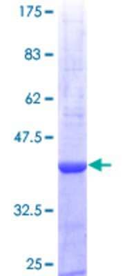 SDS-Page: Recombinant Human Proteinase 3/Myeloblastin/PRTN3 Protein [H00005657-Q01] - 12.5% SDS-PAGE Stained with Coomassie Blue.