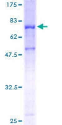 SDS-Page: Recombinant Human PSAP Protein [H00005660-P01] - 12.5% SDS-PAGE Stained with Coomassie Blue.