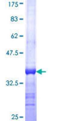 SDS-Page: Recombinant Human Pregnancy specific beta 1 glycoprotein 11 Protein [H00005680-Q01] - 12.5% SDS-PAGE Stained with Coomassie Blue.