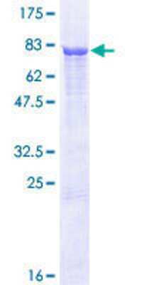 Other Recombinant Human PSMD12 GST (N-Term) Protein