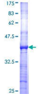 SDS-Page: Recombinant Human Prostaglandin I2 Synthase Protein [H00005740-Q01] - 12.5% SDS-PAGE Stained with Coomassie Blue.