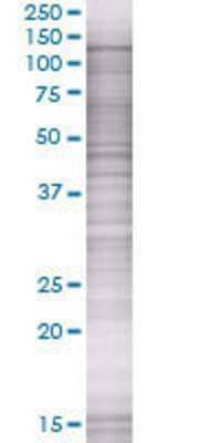 PTPRN2 transfected lysate.