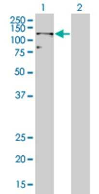 Lane 1: PTPRN2 transfected lysate (108.1 KDa) Lane 2: Non-transfected lysate.