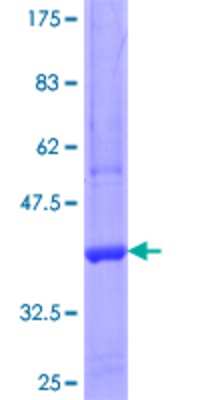 SDS-Page: Recombinant Human PTPRO Protein [H00005800-Q01] - 12.5% SDS-PAGE Stained with Coomassie Blue.