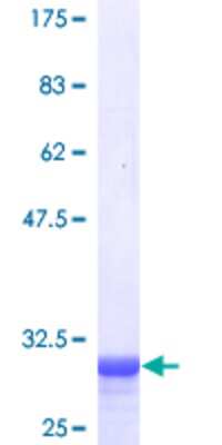 SDS-Page: Recombinant Human Paxillin Protein [H00005829-P01] - 12.5% SDS-PAGE Stained with Coomassie Blue.