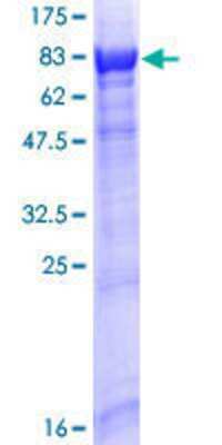 Other Recombinant Human RABGGTA GST (N-Term) Protein
