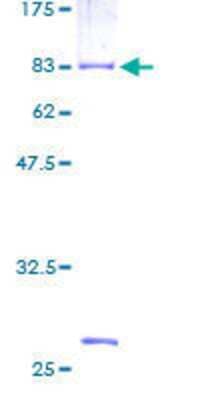 SDS-Page: Recombinant Human RAP1GDS1 Protein [H00005910-P01] - 12.5% SDS-PAGE Stained with Coomassie Blue.