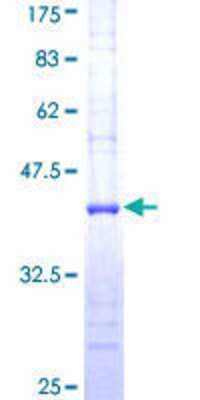 SDS-Page: Recombinant Human RFC3 Protein [H00005983-Q01] - 12.5% SDS-PAGE Stained with Coomassie Blue.