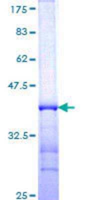 SDS-Page: Recombinant Human RFNG Protein [H00005986-Q01] - 12.5% SDS-PAGE Stained with Coomassie Blue.