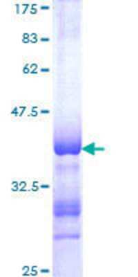 SDS-Page: Recombinant Human RFX1 Protein [H00005989-Q01] - 12.5% SDS-PAGE Stained with Coomassie Blue.