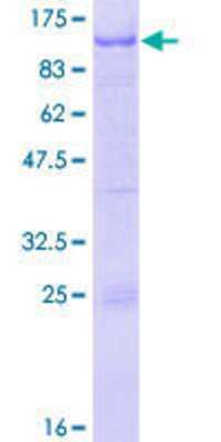 SDS-PAGE Recombinant Human RFX2 GST (N-Term) Protein