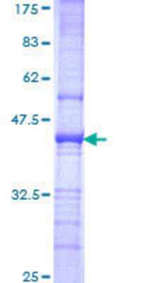 SDS-Page: Recombinant Human RFX2 Protein [H00005990-Q01] - 12.5% SDS-PAGE Stained with Coomassie Blue.