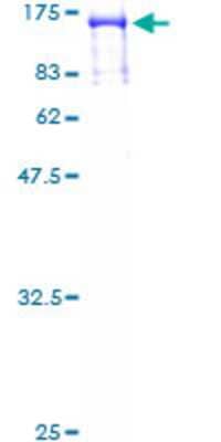 SDS-Page: Recombinant Human RFX3 Protein [H00005991-P01] - 12.5% SDS-PAGE Stained with Coomassie Blue.