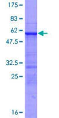 Other Recombinant Human RFXAP GST (N-Term) Protein