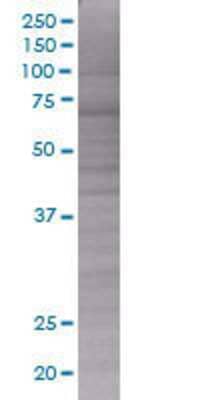 RGS1 transfected lysate.
