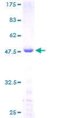 Other Recombinant Human RGS3 GST (N-Term) Protein