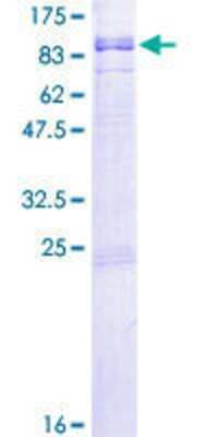 SDS-Page: Recombinant Human RGS12 Protein [H00006002-P01] - 12.5% SDS-PAGE Stained with Coomassie Blue.