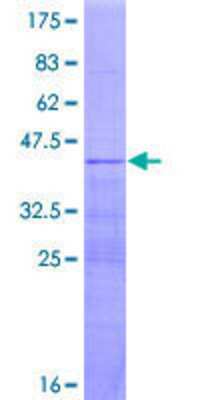 SDS-Page: Recombinant Human RPL36AL Protein [H00006166-P01] - 12.5% SDS-PAGE Stained with Coomassie Blue.