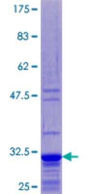 Other Recombinant Human RPL39 GST (N-Term) Protein