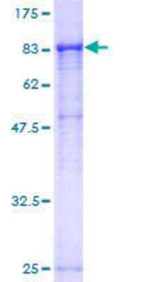 SDS-PAGE Recombinant Human Ribophorin I GST (N-Term) Protein