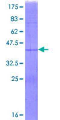 SDS-Page: Recombinant Human RPS15A Protein [H00006210-P01] - 12.5% SDS-PAGE Stained with Coomassie Blue.