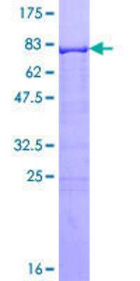 Other Recombinant Human RXR gamma/NR2B3 GST (N-Term) Protein