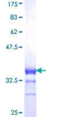 Other Recombinant Human RXR gamma/NR2B3 GST (N-Term) Protein