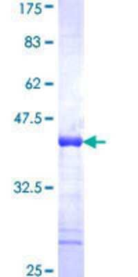 Other Recombinant Human SAFB GST (N-Term) Protein