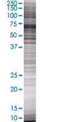 SEMG2 transfected lysate.