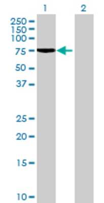 Lane 1: SEMG2 transfected lysate (64.13 KDa) Lane 2: Non-transfected lysate.