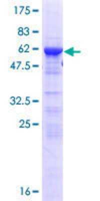 Other Recombinant Human SFRS5 GST (N-Term) Protein