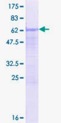 Recombinant Human SFRS7 Protein [H00006432-P01] - 12.5% SDS-PAGE Stained with Coomassie Blue.