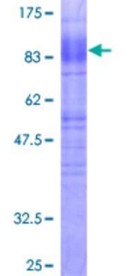 SDS-Page: Recombinant Human EAAT1/GLAST-1/SLC1A3 Protein [H00006507-P01] - 12.5% SDS-PAGE Stained with Coomassie Blue.