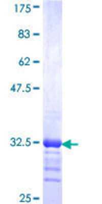 SDS-Page: Recombinant Human EAAT4 Protein [H00006511-Q01] - 12.5% SDS-PAGE Stained with Coomassie Blue.