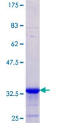 SDS-Page: Recombinant Human AE2 Protein [H00006522-Q01] - 12.5% SDS-PAGE Stained with Coomassie Blue.