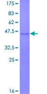 SDS-Page: Recombinant Human VMAT1/SLC18A1 Protein [H00006570-P01] - 12.5% SDS-PAGE Stained with Coomassie Blue.