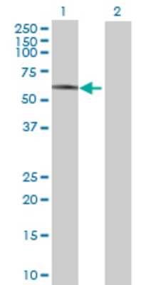 Lane 1: SLC20A2 transfected lysate (71.83 KDa) Lane 2: Non-transfected lysate.