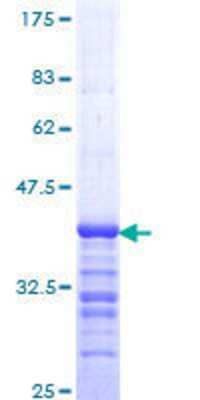 SDS-Page: Recombinant Human SNF5 Protein [H00006598-Q01] - 12.5% SDS-PAGE Stained with Coomassie Blue.