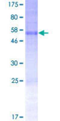 SDS-Page: Recombinant Human SNTB2 Protein [H00006645-P01] - 12.5% SDS-PAGE Stained with Coomassie Blue.
