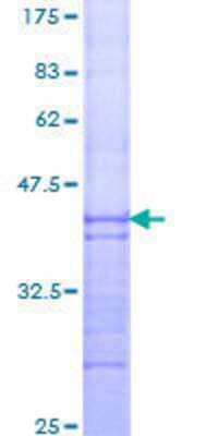 SDS-Page: Recombinant Human SON Protein [H00006651-Q01] - 12.5% SDS-PAGE Stained with Coomassie Blue.