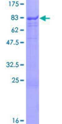 SDS-Page: Recombinant Human SOX10 Protein [H00006663-P01] - 12.5% SDS-PAGE Stained with Coomassie Blue.