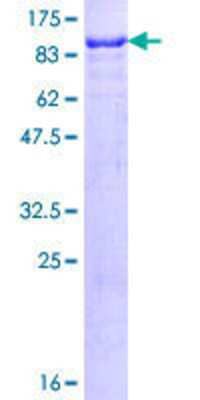 SDS-Page: Recombinant Human SP100 Protein [H00006672-P01] - 12.5% SDS-PAGE Stained with Coomassie Blue.