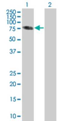 Lane 1: SP100 transfected lysate (52.91 KDa) Lane 2: Non-transfected lysate.