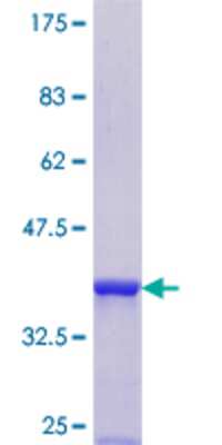 SDS-Page: Recombinant Human SRP54 Protein [H00006729-Q01] - 12.5% SDS-PAGE Stained with Coomassie Blue.