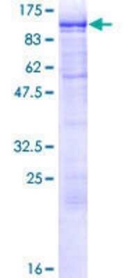 SDS-Page: Recombinant Human SSRP1 Protein [H00006749-P01] - 12.5% SDS-PAGE Stained with Coomassie Blue.