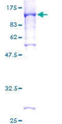 SDS-Page: Recombinant Human STAT4 Protein [H00006775-P01] - 12.5% SDS-PAGE Stained with Coomassie Blue.