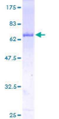 SDS-Page: Recombinant Human STAT5b Protein [H00006777-P01] - 12.5% SDS-PAGE Stained with Coomassie Blue.