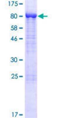 Other Recombinant Human Syntaxin-BP1 GST (N-Term) Protein