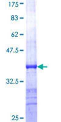 Other Recombinant Human Syntaxin-BP1 GST (N-Term) Protein